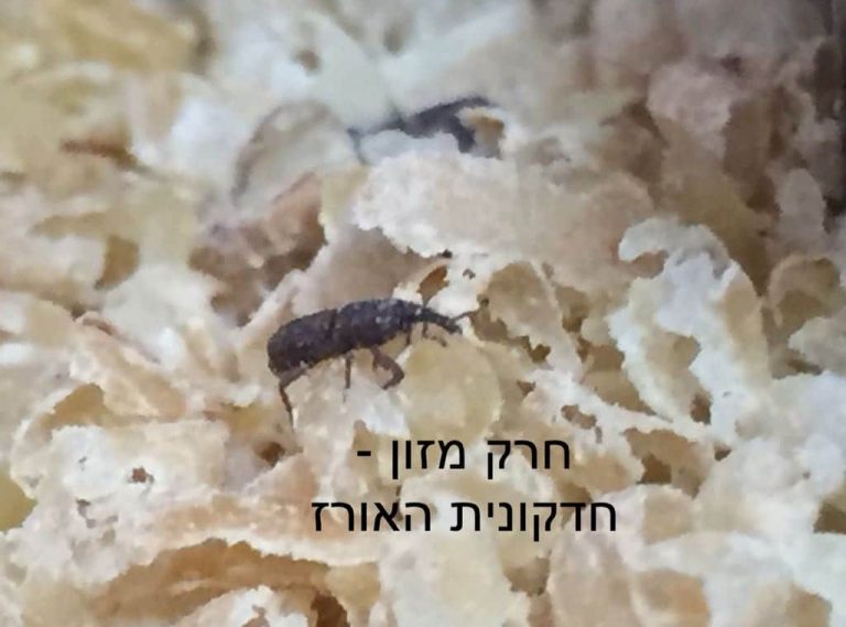 חרקי מזון